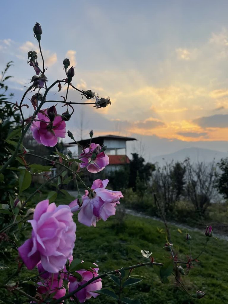 اجاره ویلا یک خوابه عمو رشید بابل