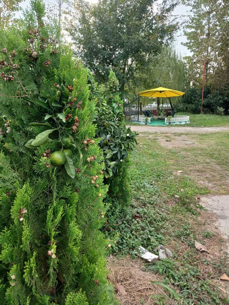 اجاره ویلا یک خوابه کاسپین نوین کلاچای