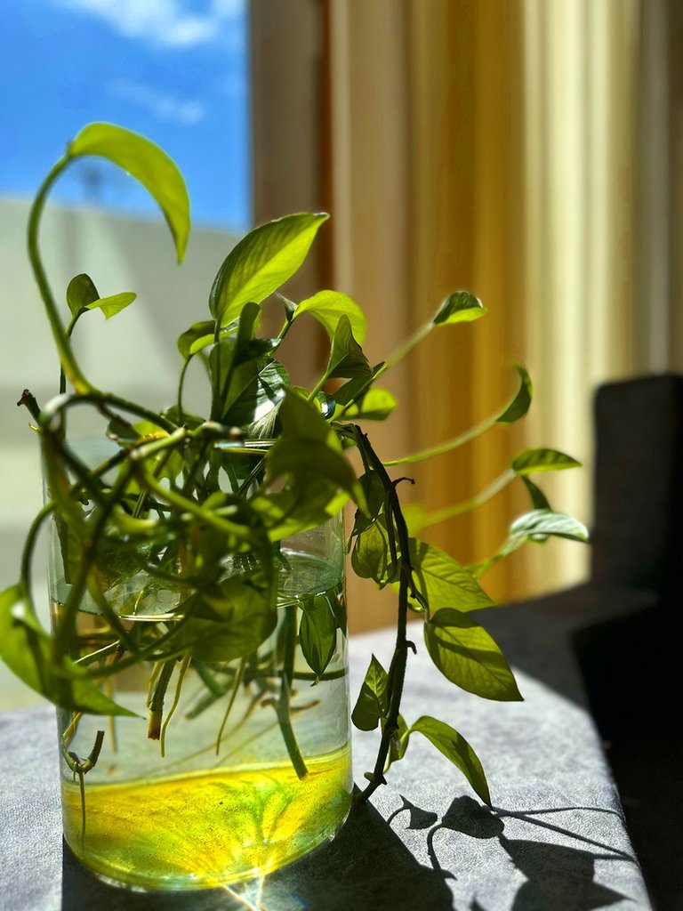 اجاره کلبه دوخوابه سوئیسی میثم بندر انزلی